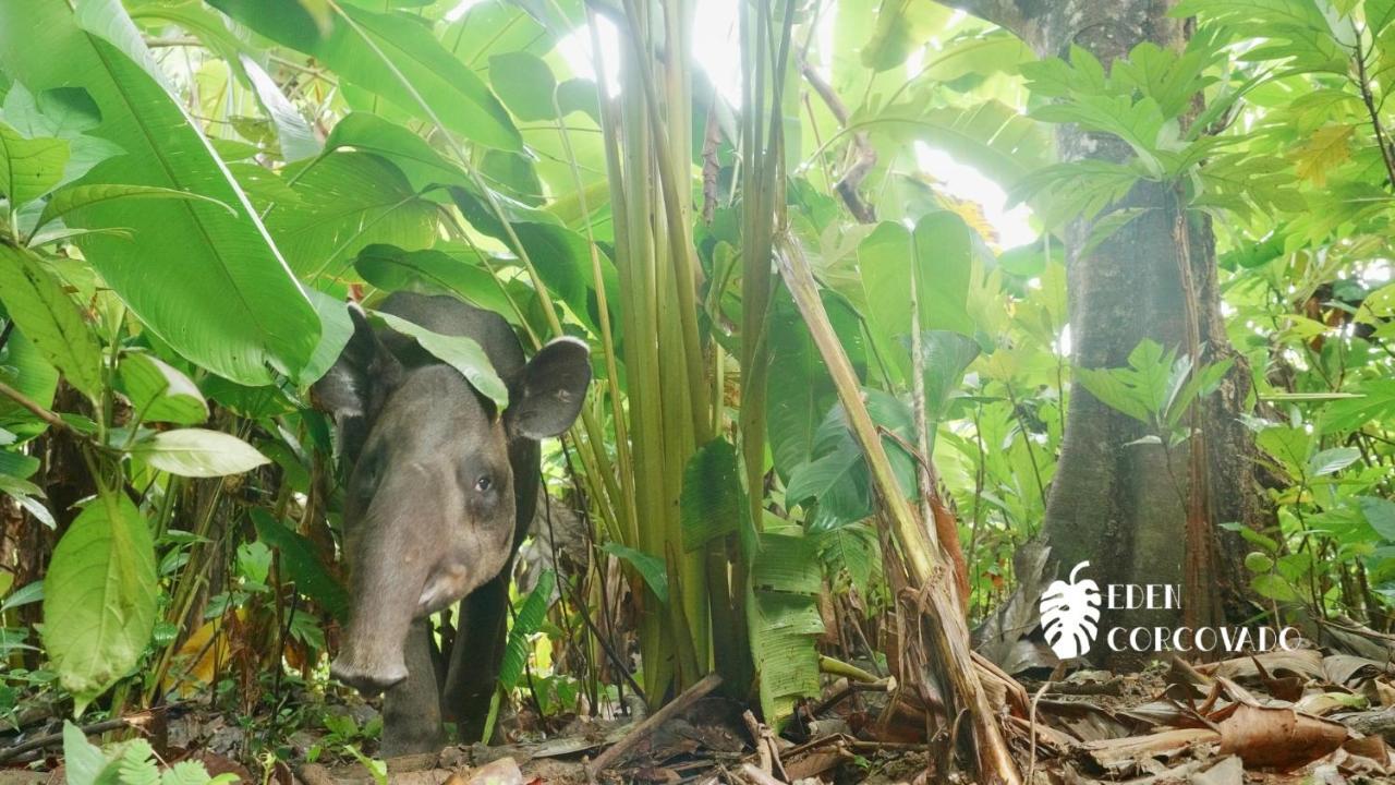 Вилла Eden Corcovado San Pedrillo Экстерьер фото