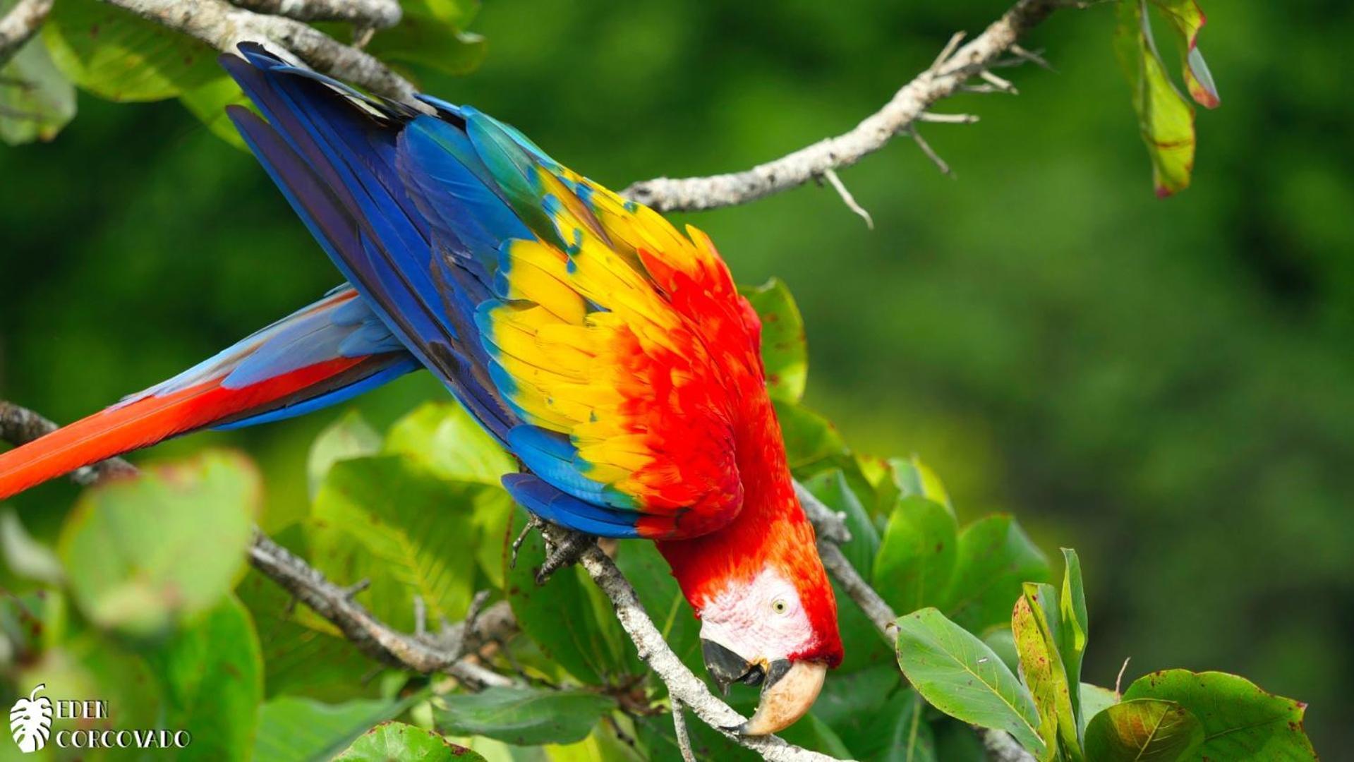 Вилла Eden Corcovado San Pedrillo Экстерьер фото